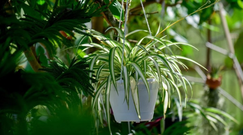 7 Tanaman Hias Gantung Luar Ruangan Tahan Panas dan Hujan