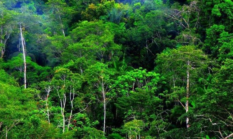 DPR Dorong Pembebasan Wilayah Hutan di Kawasan Transmigrasi