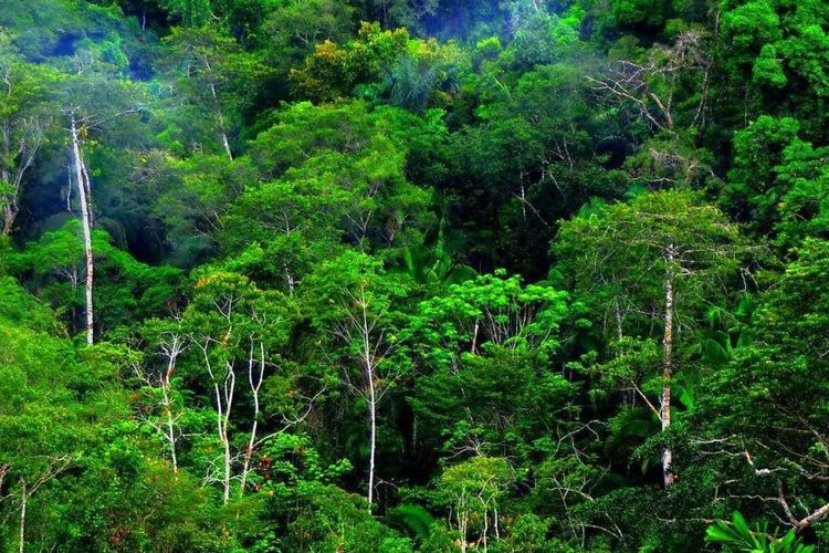 DPR Dorong Pembebasan Wilayah Hutan di Kawasan Transmigrasi