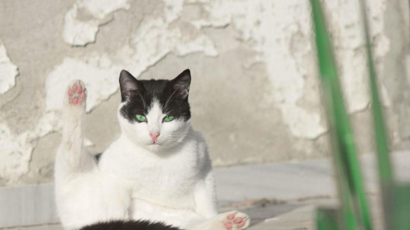 4 Alasan Ilmiah Kucing Sering Menjilati Bulu