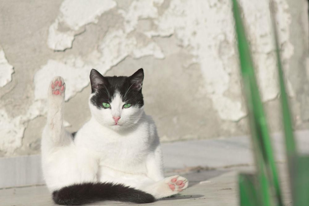 4 Alasan Ilmiah Kucing Sering Menjilati Bulu