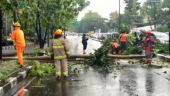Pohon Tinggi 10 Meter Tumbang Akibat Angin Kencang Halangi Jalan Surapati Bandung